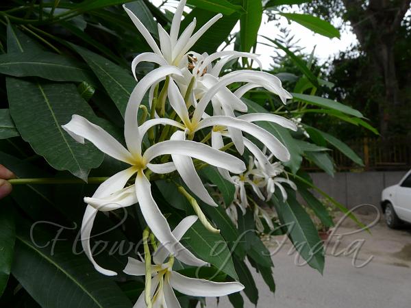 Narrow Petal Frangipani